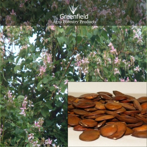 Kachnar tree seeds ( bauhinia variegate)